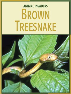 cover image of Brown Treesnake